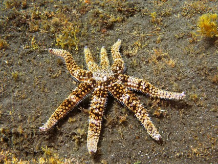 White starfish (Coscinasterias tenuispina), dive site Malpique, La Palma, Canary Islands, Spain,
