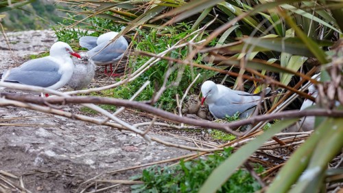 Gulls (Larinae), Otago Peninsula, New Zealand, Oceania