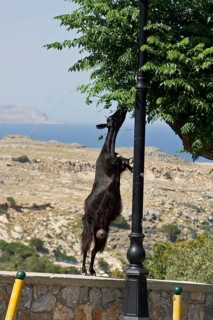 Rhodes Island, Lindos, Lindos is a town on the Greek island of Rhodes. Its landmark is the
