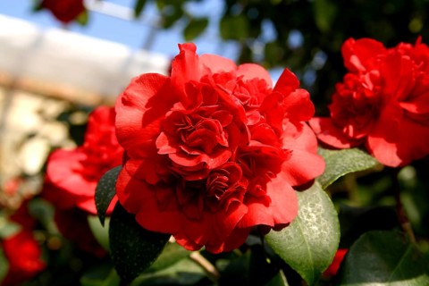 Camellia Castle Königsbrück