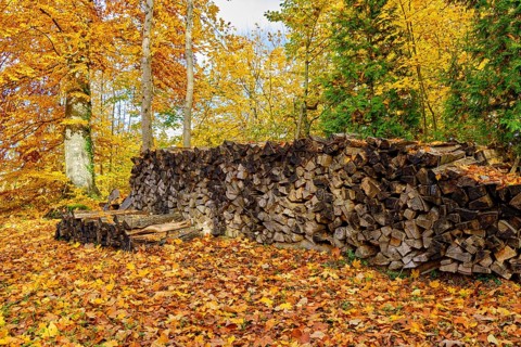 Firewood piles under trees in the forest in autumn