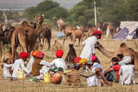 PUSHKAR, INDIA, NOVEMBER 20, 2012: Indian men and camels at Pushkar camel fair (Pushkar Mela),