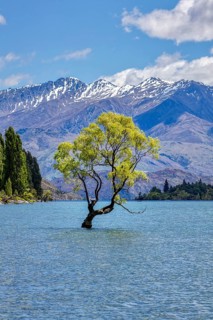 Crack willow (Salix fragilis), Wanaka tree, Lake Wanaka, Otago, New Zealand, Oceania