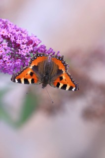 Small tortoiseshell (Aglais urticae), on summer lilac or butterfly-bush (Buddleja davidii), Wilden,