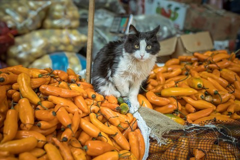 Cat sitting on Ají Amarillo, yellow chilli peppers (Capsicum) baccatum, Mercado Mayorista,