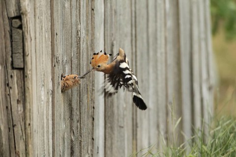 Hoopoe (Upupa epops) feeding young bird at the artificial breeding hole in a barn, Lower Austria,