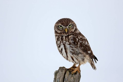 Pygmy Owl (Glaucidium passerinum), adult, in the snow, in winter, perch, alert, Bohemian Forest,