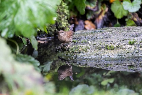 Eurasian wren (Troglodytes troglodytes) at the watering place, Emsland, Lower Saxony, Germany,