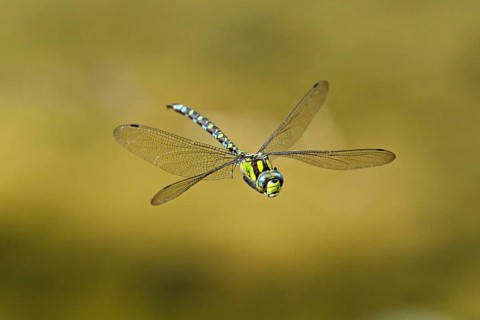 Emperor dragonfly (Anax imperator), in flight, Selger Moor, Canton Zurich, Switzerland, Europe