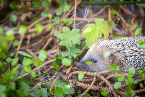 Hedgehog mother with young in the living environment of humans. A near-natural garden is a good