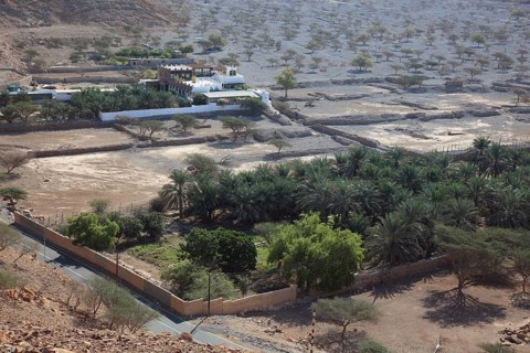 Palm grove in the bay of Bukha, in the Omani enclave of Musandam, Oman, Asia