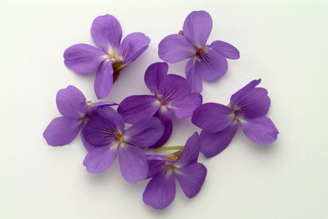 Violet, fragrant violet, medicinal plant, herb, wild plant, medicinal use, Viola odorata, Viola
