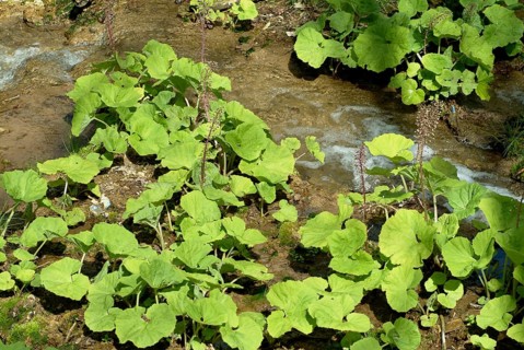 Butterbur (Petasites hybridus), medicinal plant, herb, wild plant, medicinal use