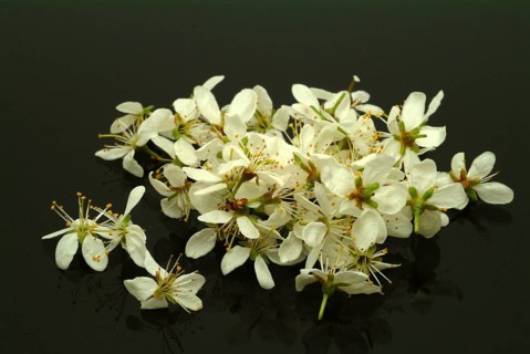 Flower of blackthorn (Prunus spinosa), blackthorn, medicinal plant, fruits, flowers and bark of
