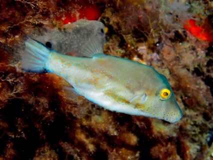 Sharphead pufferfish (Canthigaster rostrata), El Cabron marine reserve dive site, Arinaga, Gran