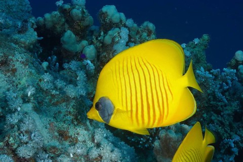 Bluecheek butterflyfish (Chaetodon semilarvatus), dive site Marsa Shona Reef, Red Sea, Egypt,
