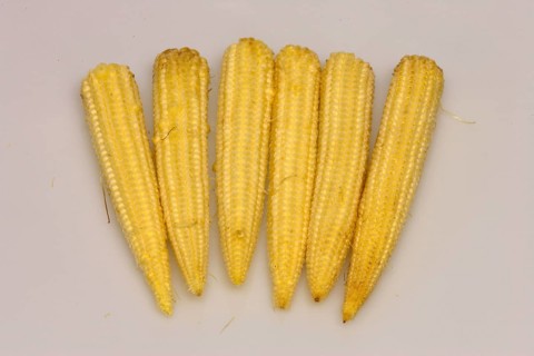 Corn (Zea mays) on the corn cob, sweet corn