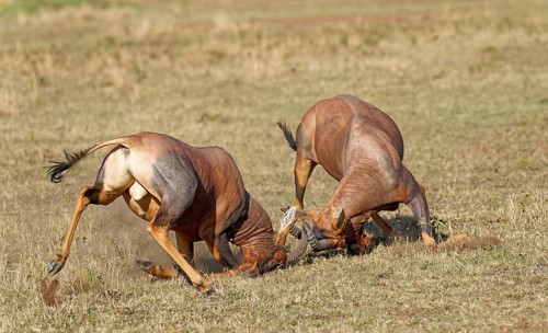 Fight between two Topi lei antelope bulls, Maasai Mara Game Reserve, Kenya, Africa