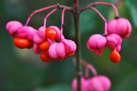 European spindle (Euonymus europaeus), October, Germany, Europe