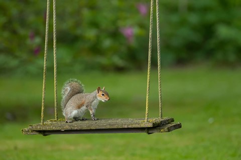 Grey squirrel (Sciurus carolinensis) adult animal on a garden swing, Suffolk, England, United