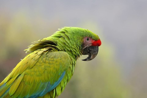 Great green macaw (Ara ambigua), animal portrait, captive, Herborn-Uckersdorf Zoo, Hesse, Germany,