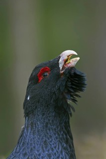Western capercaillie (Tetrao urogallus) close up portrait of male, cock calling in spring