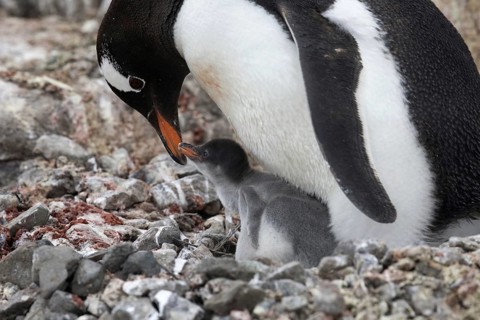 Gentoo Penguin (Pygoscelis papua) with chicks on nest in rookery at Port Lockroy, Antarctica