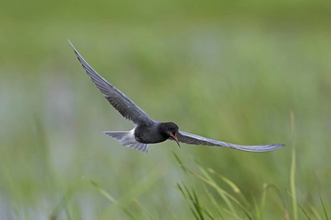 Black tern (Chlidonias niger) flying in breeding plumage over wetland in spring