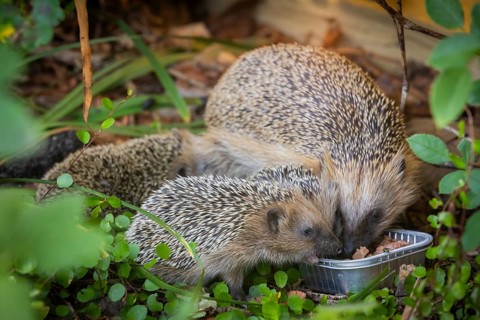 Hedgehog mother with young in the living environment of humans. A near-natural garden is a good
