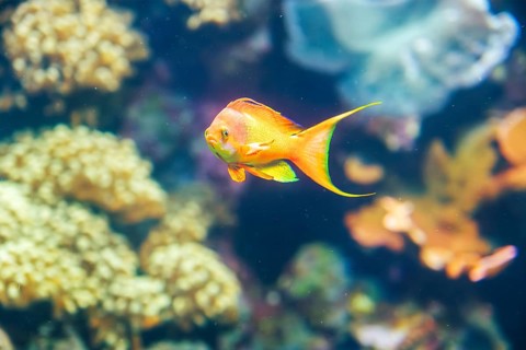 Threadfin anthias (Nemanthias carberryi) fish underwater