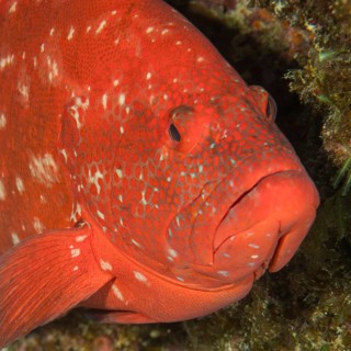Close-up of head portrait Portrait of tomato hind (Cephalopholis sonnerati) in half profile, Indian