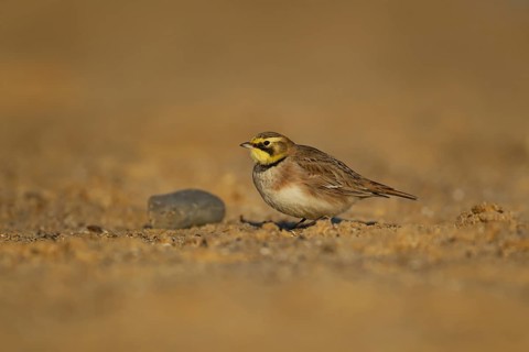 Shorelark or Horned lark (Eremophila alpestris) adult bird on a beach, Suffolk, England United