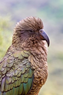 Kea (Nestor notabilis), Fiordland National Park, New Zealand, Oceania