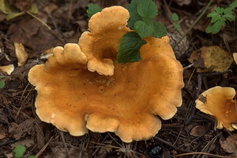 False chanterelle (Hygrophoropsis aurantiaca) in mixed forest, Franconia, Bavaria, Germany, Europe