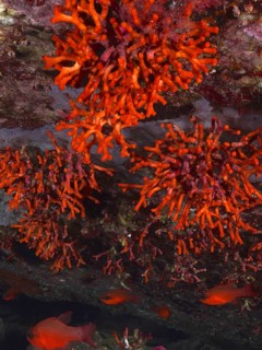 False coral (Myriapora truncata) in the Mediterranean near Hyères. Dive site marine reserve Port