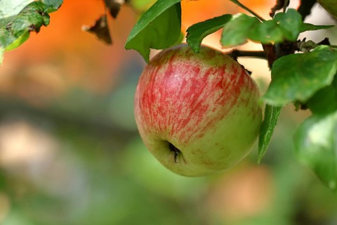 Ripe red apple hanging ripe for harvest on tree, bokeh in background, fruit tree, orchard, North