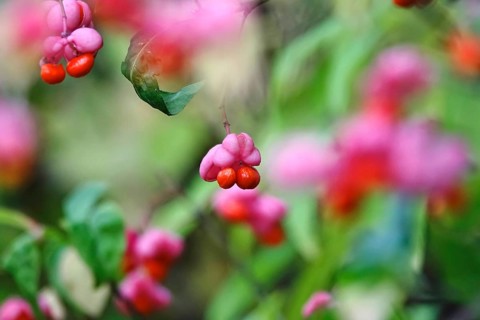 European spindle (Euonymus europaeus), October, Germany, Europe