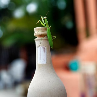 Praying mantis (Mantis religiosa) sitting on cork, bottle neck, Spain, Europe