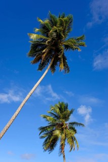 A palm tree stretches diagonally into the clear blue sky, Limon beach, El Limón, El Seibo,