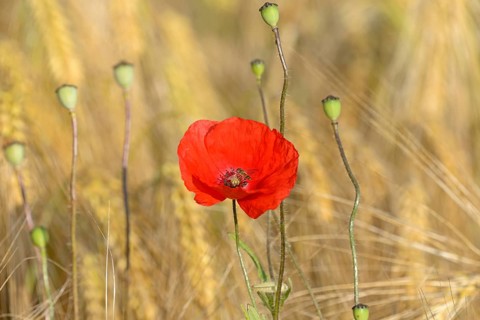 Poppy flower (Papaver rhoeas), flower with a hoverfly (Syrphidae), in a cornfield, North