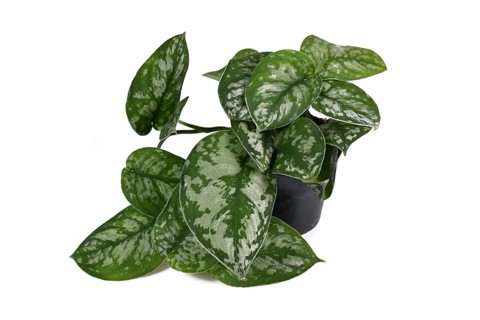 Exotic house plant called Scindapsus Pictus Exotica or Satin Pothos with velvet texture and silver