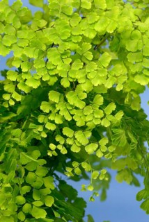 Maidenhair Fern (Adiantum raddianum)