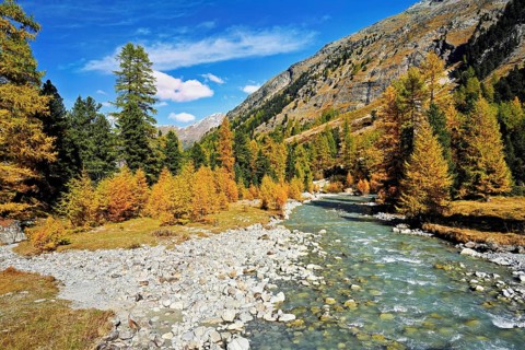 Autumn coloured larch forest (Larix), at the river Roseg, Val Roseg, Pontresina, Graubünden,