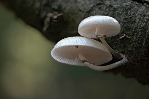 Porcelain fungi (Oudemansiella mucida), Emsland, Lower Saxony, Germany, Europe
