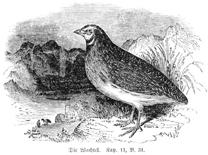 The quail, landscape, sea, God, two cubits, Old Testament, Genesis, Fourth Book of Moses, Chapter
