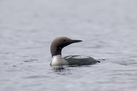 Black-throated loon, Arctic loon, black-throated diver (Gavia arctica) in breeding plumage swimming