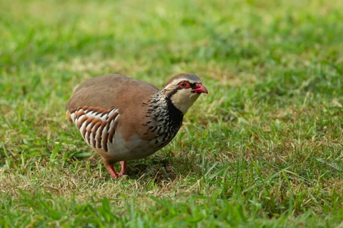 Red legged or French partridge (Alectoris rufa) adult bird on a garden lawn, Norfolk, England,