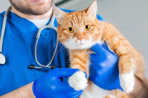 Image of a cat's paw. Veterinary medicine concept. Fat ginger cat.