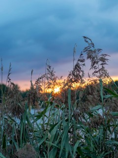 Reeds at the edge of a pond, colourful sky with clouds in the evening, Spreewald, Brandenburg,