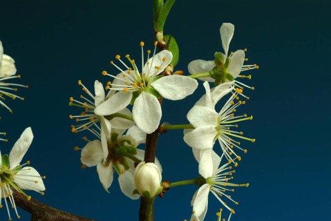 Flower of blackthorn (Prunus spinosa), blackthorn, medicinal plant, fruits, flowers and bark of